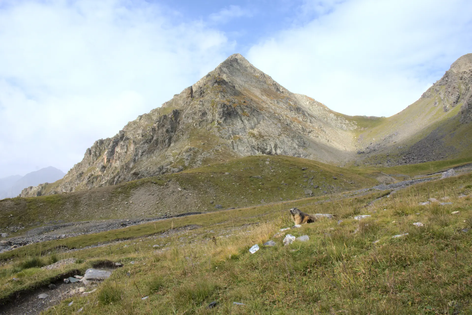 Marmotte au col de Vallonpierre