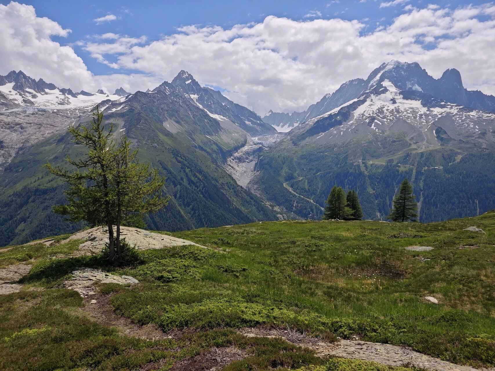 Un mélèze isolé devant le glacier d'Argentière et l'Aiguille Verte
