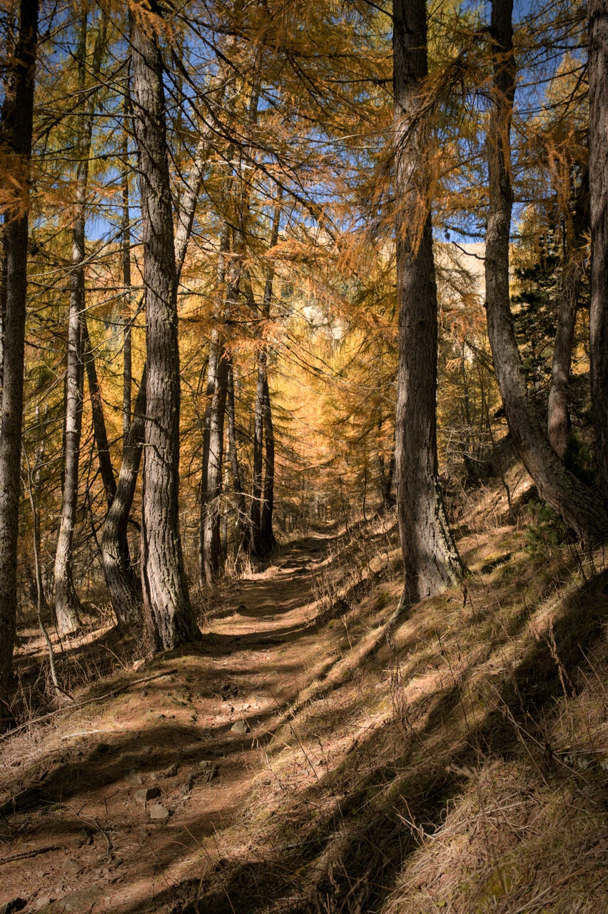 Sentier dans les mélèzes dorés sur la montée du col de la Pisse, à Chaillol