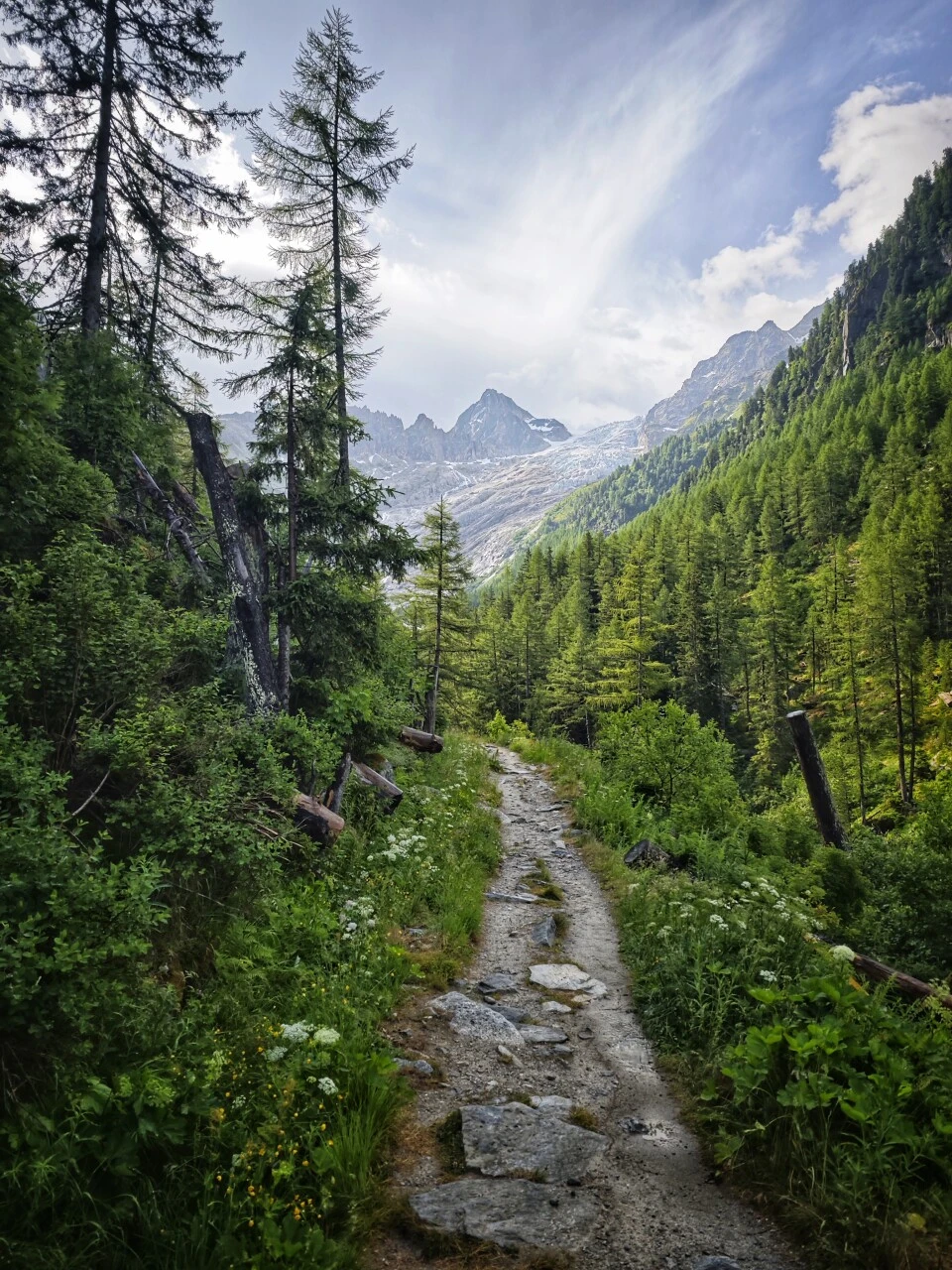 Sentier sous les mélèzes en descendant vers le glacier du Trient
