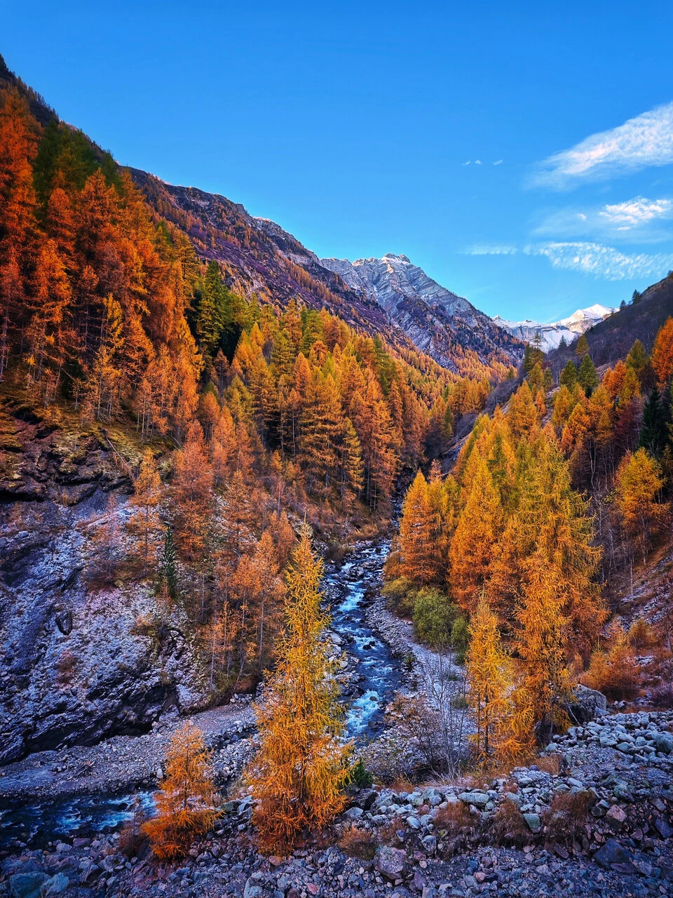 La vallée du Drac Blanc à Champoléon, mélèzes en automne